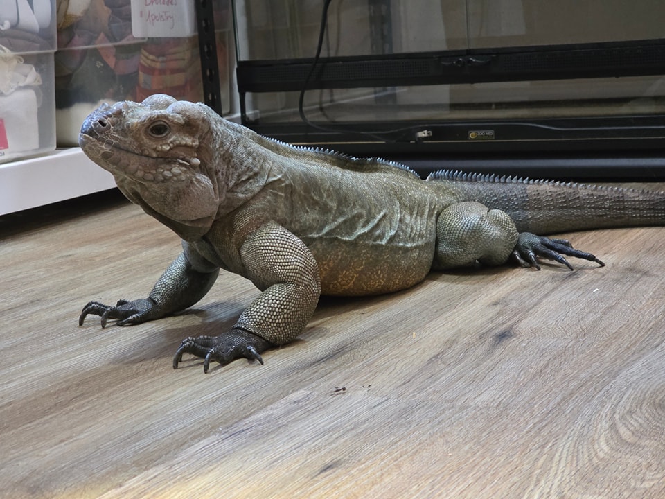 Libby, Rhino Iguana (Cyclura Conuto)
