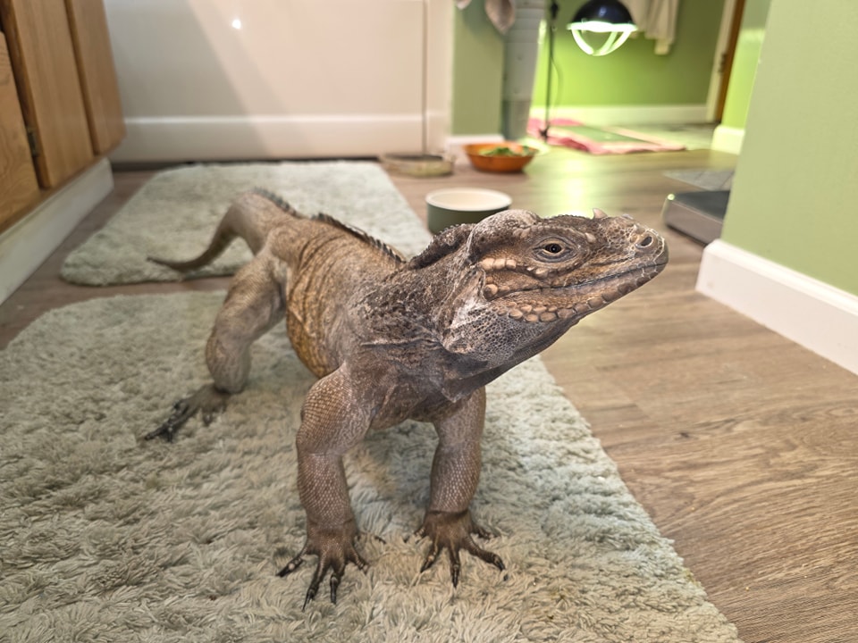 Peety, Rhino Iguana (Cyclura Conuto)
